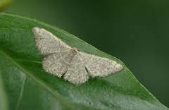 Idaea costiguttata