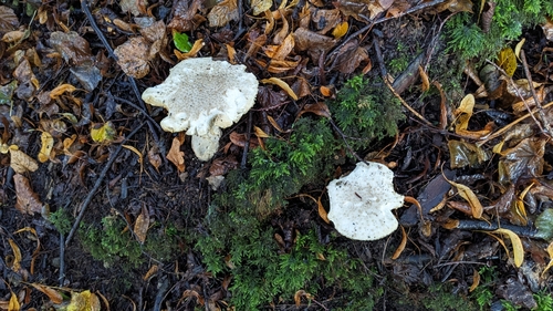 Amanita echinocephala — no rights reserved