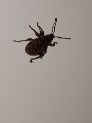 Otiorhynchus crataegi