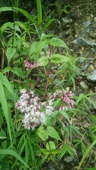 Eupatorium amabile
