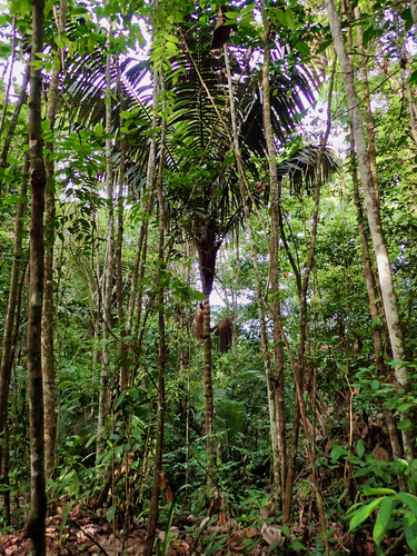 Oenocarpus bataua - Leaves