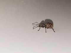 Otiorhynchus crataegi