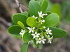 White-flowered Black Mangrove - Photo no rights reserved, uploaded by 葉子