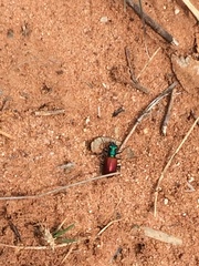 Cicindela scutellaris scutellaris