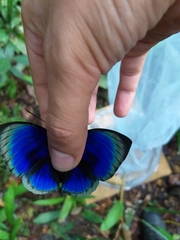 Prepona hewitsonius