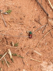Cicindela scutellaris scutellaris