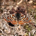 Quino Checkerspot - Photo (c) Andrew Borcher, some rights reserved (CC BY-NC), uploaded by Andrew Borcher