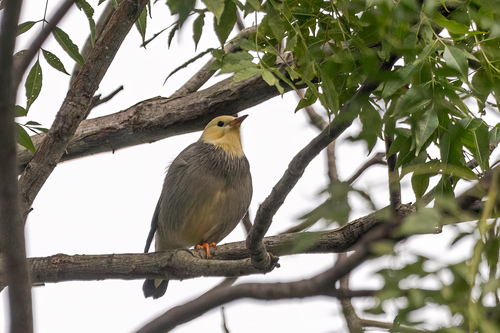 Red-billed Starling (Spodiopsar sericeus), photo 6