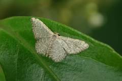 Idaea costiguttata