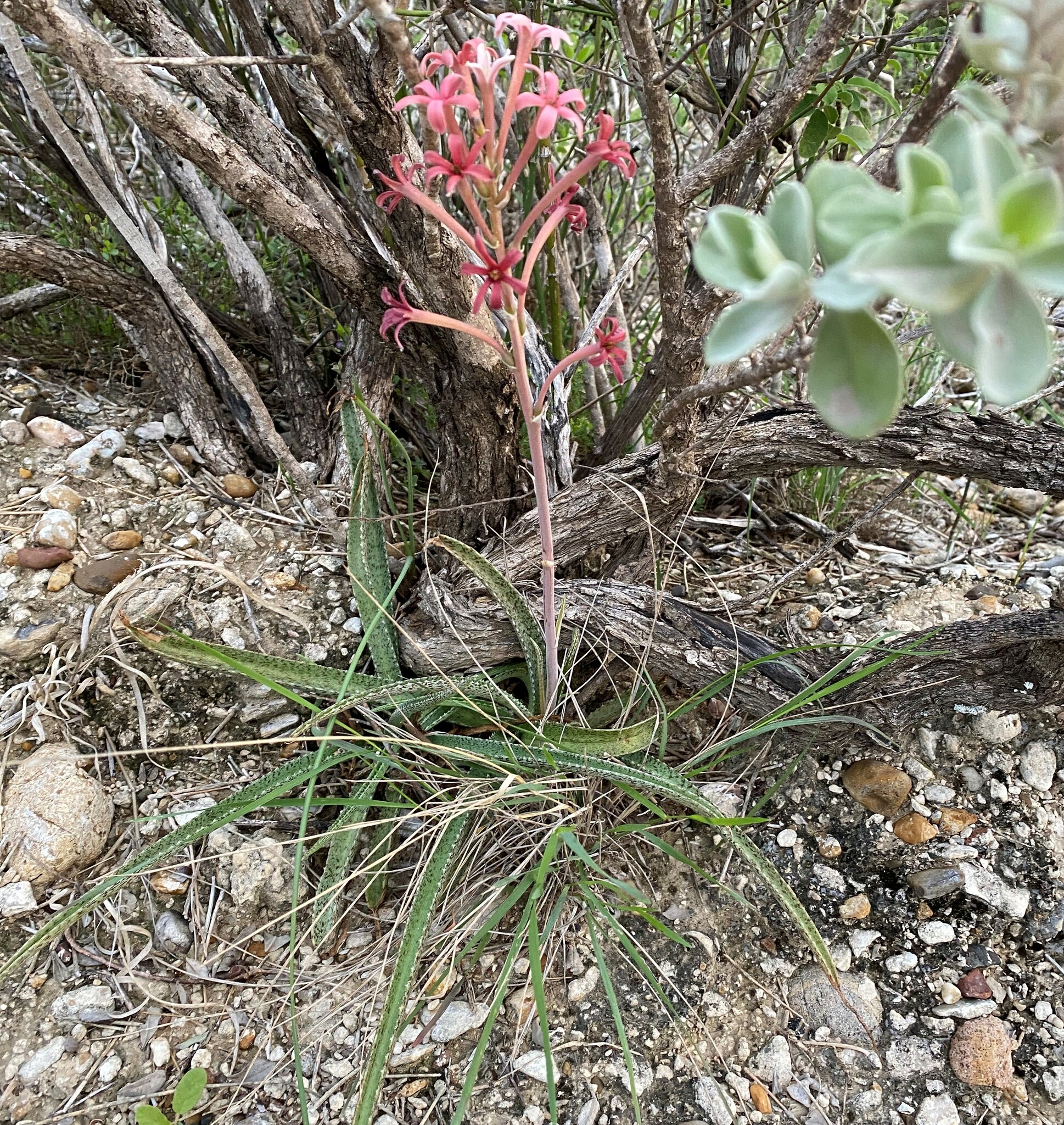 Manfreda longiflora