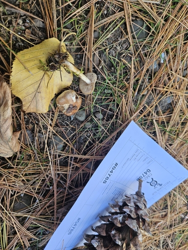 Hebeloma excedens