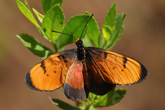 Acraea anemosa