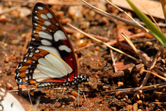 Graphium morania