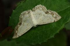 Scopula propinquaria