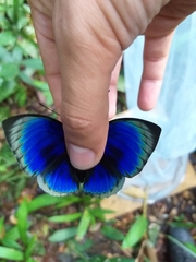Prepona hewitsonius