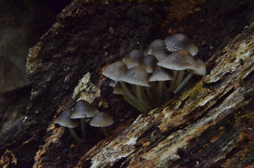Mycena (Photo 2 of 4)