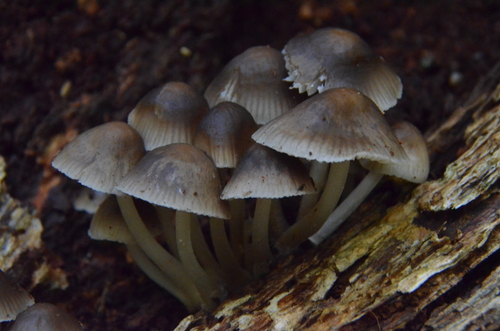 Mycena