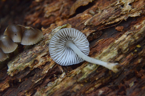 Mycena (Photo 3 of 4)