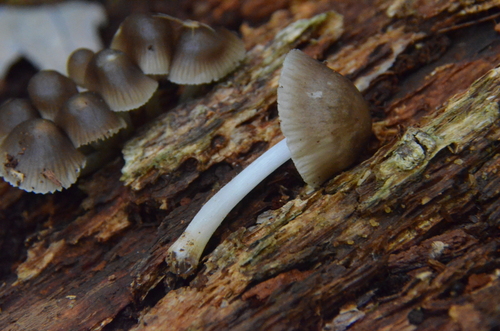 Mycena (Photo 4 of 4)