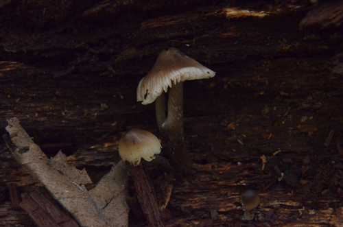 Mycena inclinata