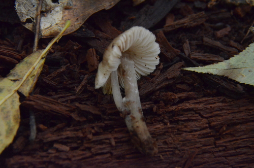Mycena inclinata (Photo 2 of 6)