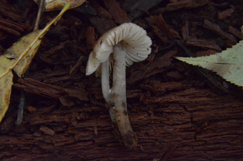 Mycena inclinata (Photo 3 of 6)