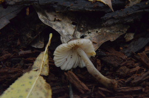 Mycena inclinata (Photo 4 of 6)