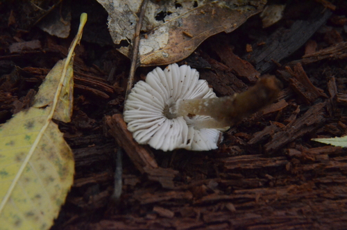 Mycena inclinata (Photo 6 of 6)