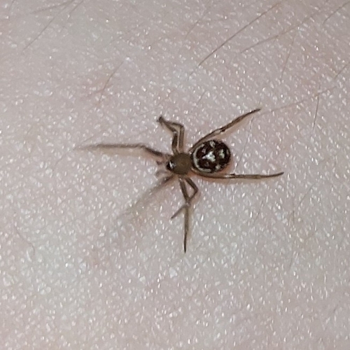 False black widow