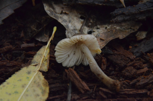 Mycena inclinata (Photo 5 of 6)