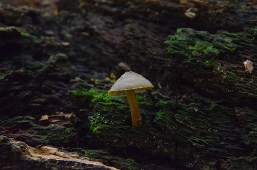 Mycena inclinata