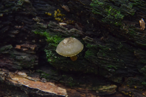 Mycena inclinata (Photo 2 of 4)