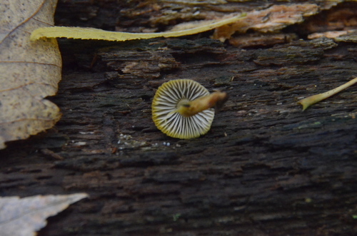 Mycena inclinata (Photo 3 of 4)