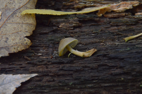 Mycena inclinata (Photo 4 of 4)
