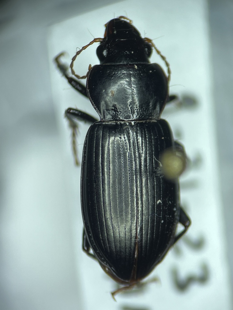 Amara deparca