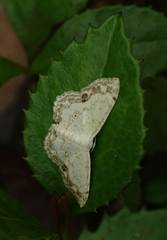 Scopula propinquaria