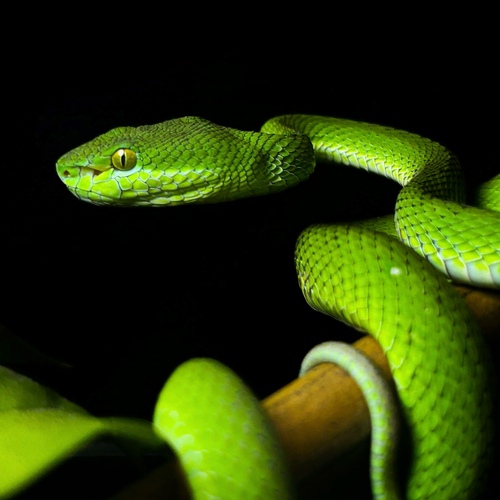 Burmese White-lipped Tree Pitviper