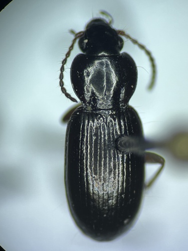 Pterostichus brevicornis