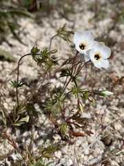 Leptosiphon chrysanthus decorus