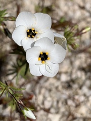 Leptosiphon chrysanthus decorus
