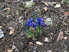 Iris reticulata