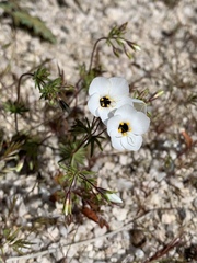 Leptosiphon chrysanthus decorus