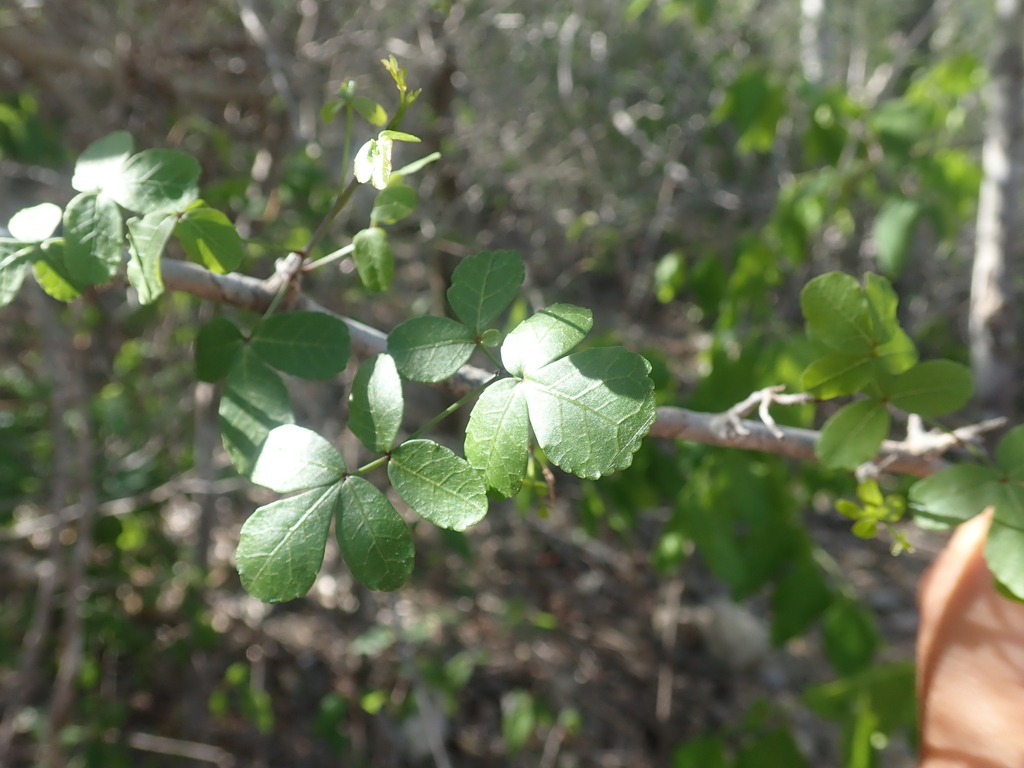 Commiphora humbertii