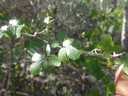 Commiphora humbertii H.Perrier