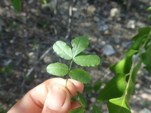 Commiphora humbertii H.Perrier 3