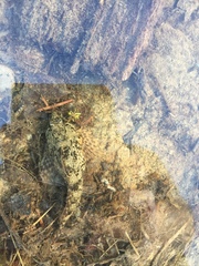 Cottus gulosus
