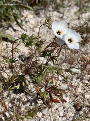 Leptosiphon chrysanthus decorus
