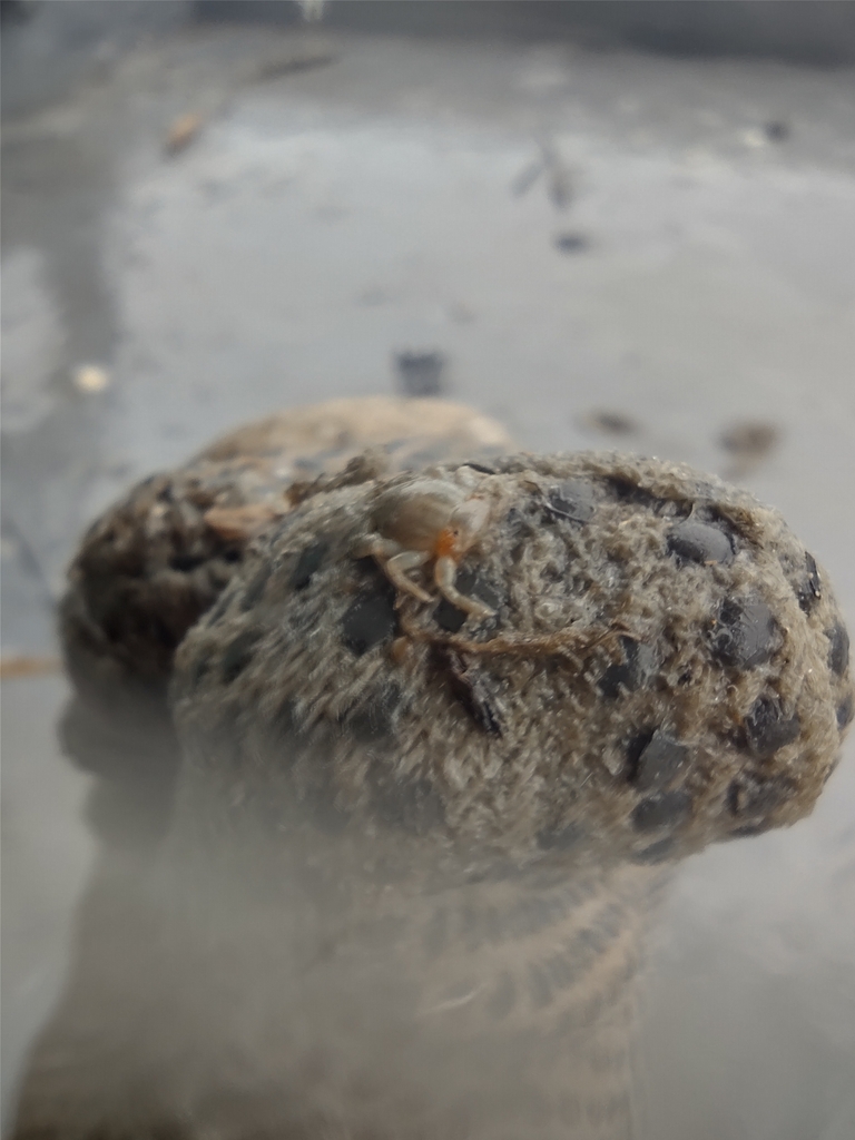 Minyocerus angustus