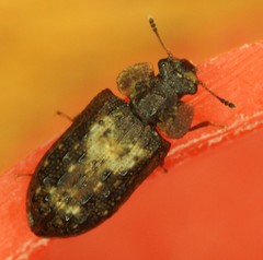 Peltastica tuberculata