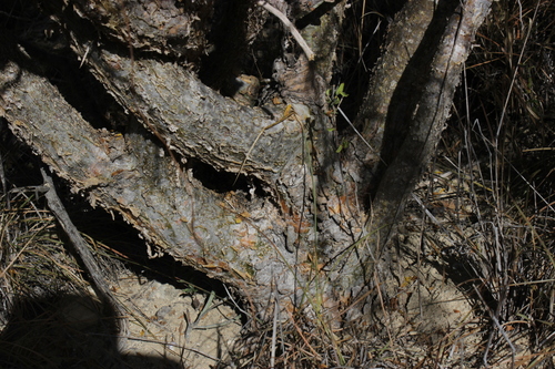 Commiphora humbertii H.Perrier 2